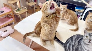 食後の運動のじかんですよー