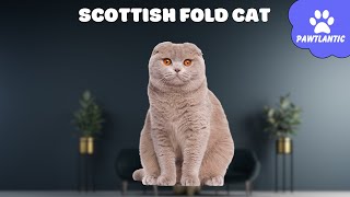 SCOTTISH FOLD CAT BREED Characteristics, Care, and Health | Cat Facts