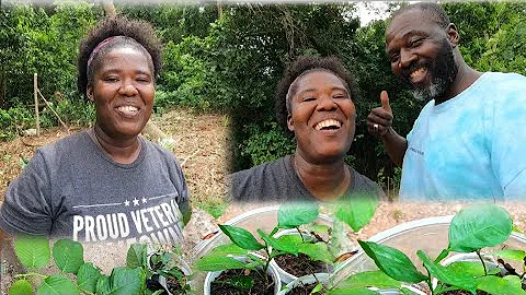 SHE FINALLY SAY SOMETHING ? BACK YARD FARM UPDATE.  ST MARY JAMAICA 🇯🇲..FARM UP THE LAND..