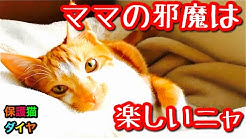 ダイヤちゃんねる Youtube