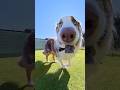 自撮りしながら走る犬達が可愛すぎる😂🌰【ボーダーコリー・オーストラリアンシェパード】#shorts
