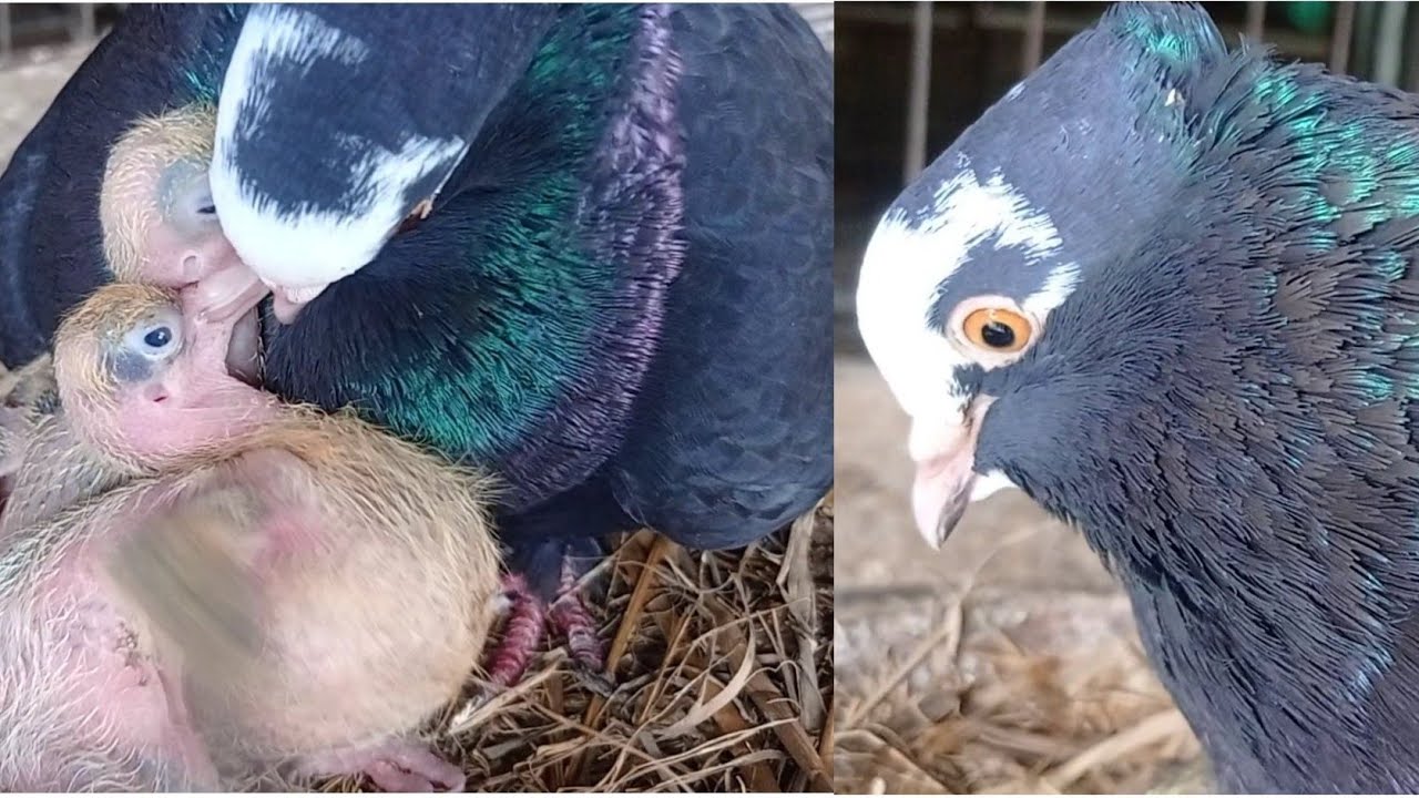 how-pigeons-feed-a-newborn-pigeon-feed-a-baby-pigeon-pigeon-feeding