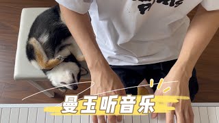 听着音乐睡觉的曼玉Manyu   #柴犬 #多巴胺 #豆柴 #抖音 #柴犬可愛い