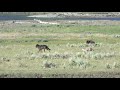 The Wolf and the Coyote. Yellowstone National Park July 2020