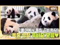 💕푸바오 최종 모음💕꼬물이 시절부터  불꽃주먹 날리게 된 폭풍 성장 푸바오의 근황까지!  I TV동물농장 (Animal Farm) | SBS Story