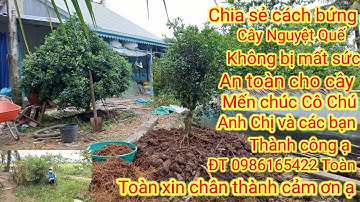 Cây Nguyệt Quế_ Chia sẻ cách bứng cây Nguyệt Quế không bị mất sức_ Nguyệt Quế lá to hoa to