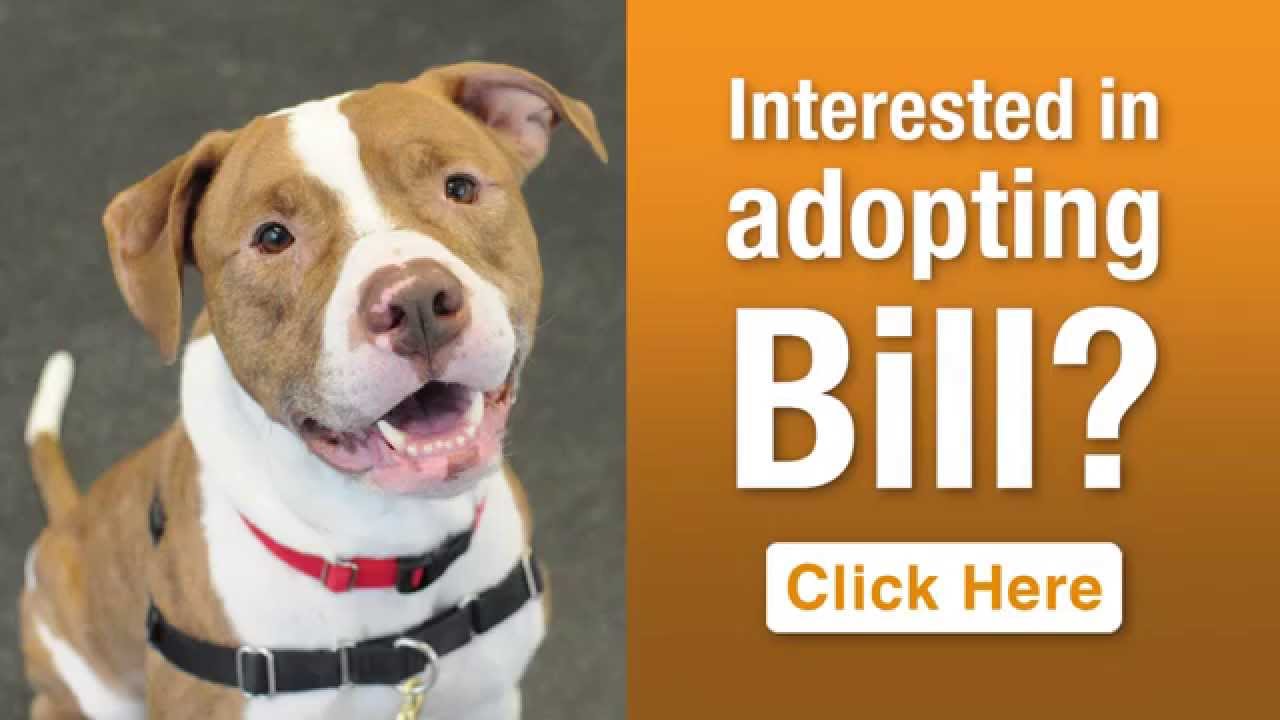 aspca near me ASPCA Pet of the Week: Bill