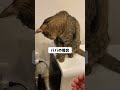 パパとママでお手をした時の対応が違い過ぎる猫ｗ #Shorts