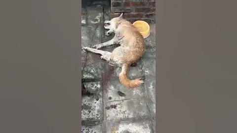 虐狗 - 天天要闻
