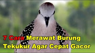 7 Cara Merawat Burung Tekukur Agar Cepat Gacor