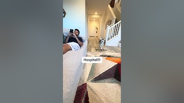 Sapphie the pomsky training for when mommy goes into labor