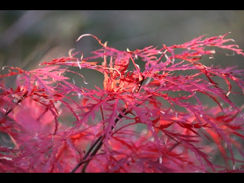 Videó: Japán Juhar (58 Fotó): ültetés és Gondozás, Japánból Származó Vörös Juhar és Legyező Leírása, Falevelek és Gondozás ősszel. Oroszországban Nőnek? Alkalmazás Tájtervezésben