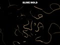 Slime Mold Builds a Network 🍄 #shorts