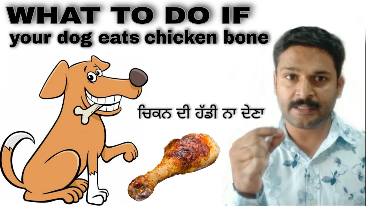 what happens if my dog eats chicken bones