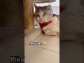 Piko’s face 🥹#shorts #cat