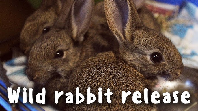How to Care for Orphaned Bunnies and Cottontails - TeeDiddlyDee