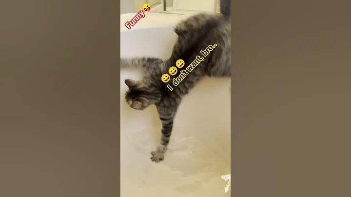 Video 11057371: funny cat shower