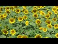 明野ひまわり畑下段