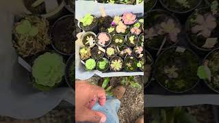 PINGUICULA ESSERIANA #plantacarnivora