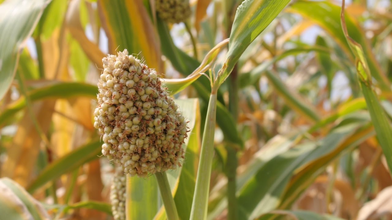 Agrarian challenges in a changing India - sustainable food production