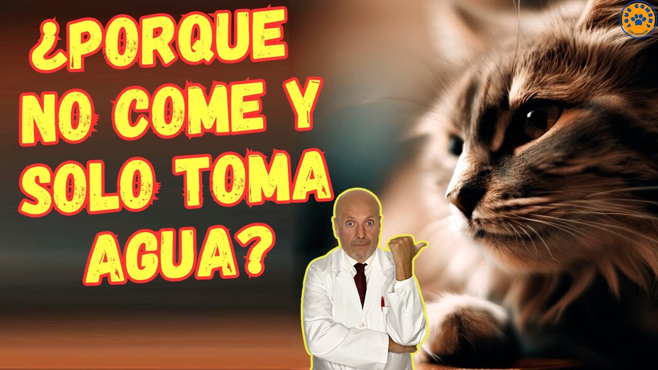 🆘 ¿PORQUE MI GATO NO COME Y SOLO TOMA AGUA? 🆘 - YouTube