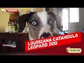 2 Rarest Dog Breeds in the World