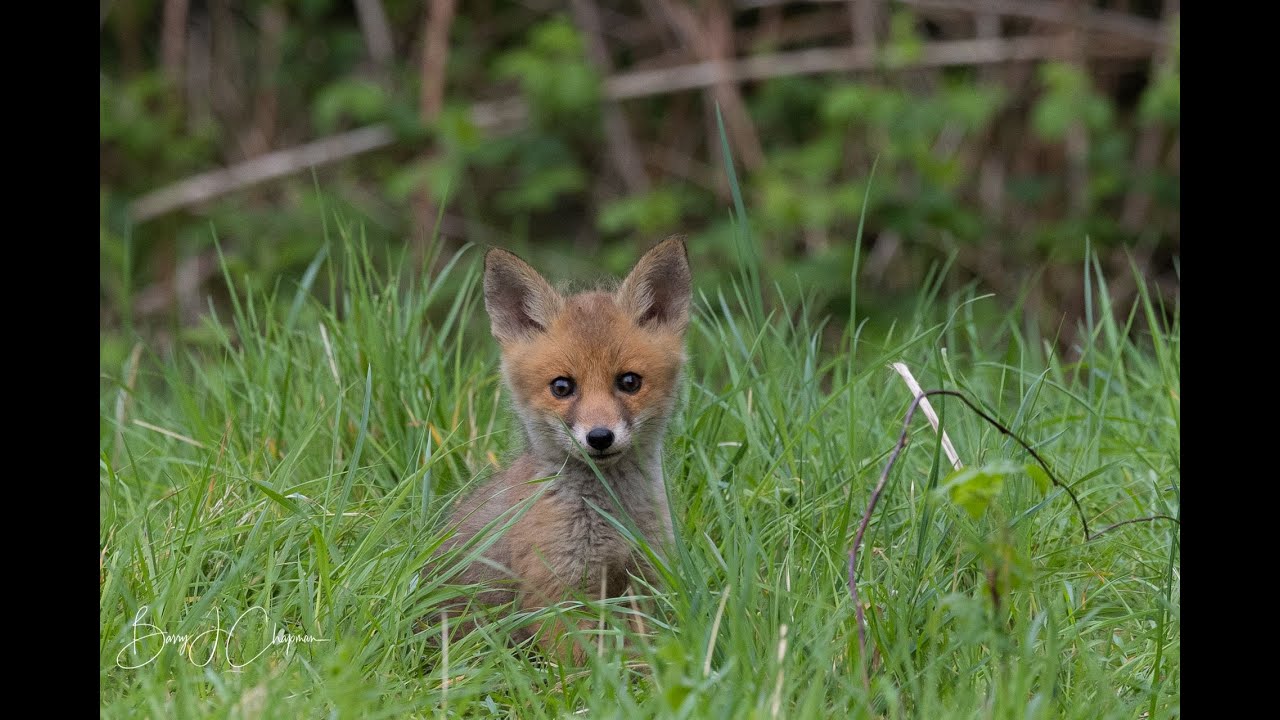Project Fox Cub - a mission to film a family of red foxes in the UK