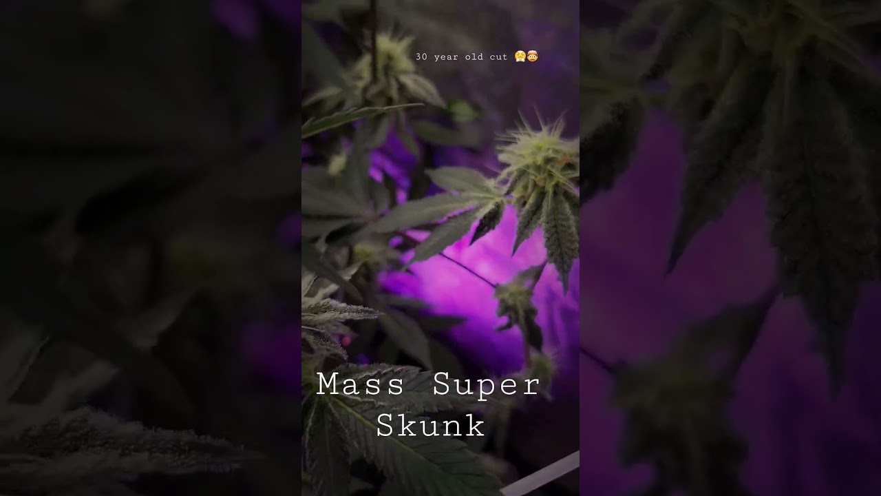 Mass Super Skunk Genetics‼️ 🦨