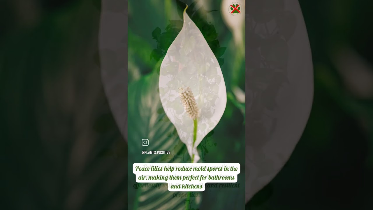 Air Purifying Plants for home.Clean Air. low light plants 