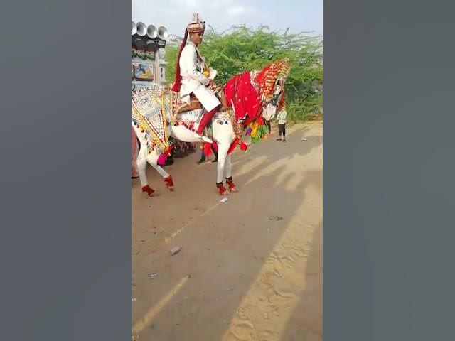 # Shaadi mein kiya Ghodi Ne khulkar dance