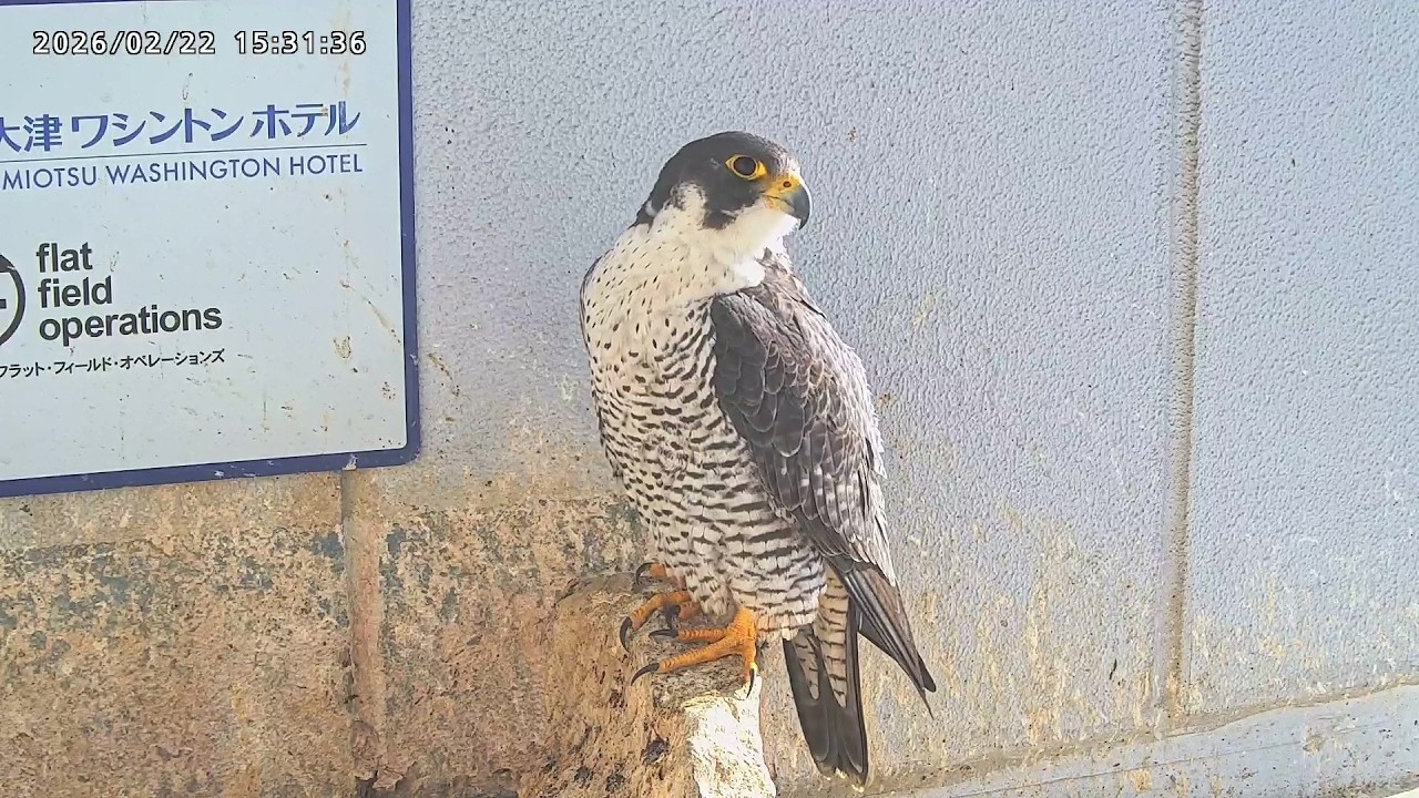 2026-02-22 (14:59) Sara playing hide and seek behind the column/ 柱の後に隠れるさらちゃん