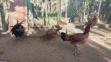 Cai Qaib Sib Ncaw phaj mab.