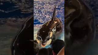 Killer Whale Dances After Getting A Hug And Kiss