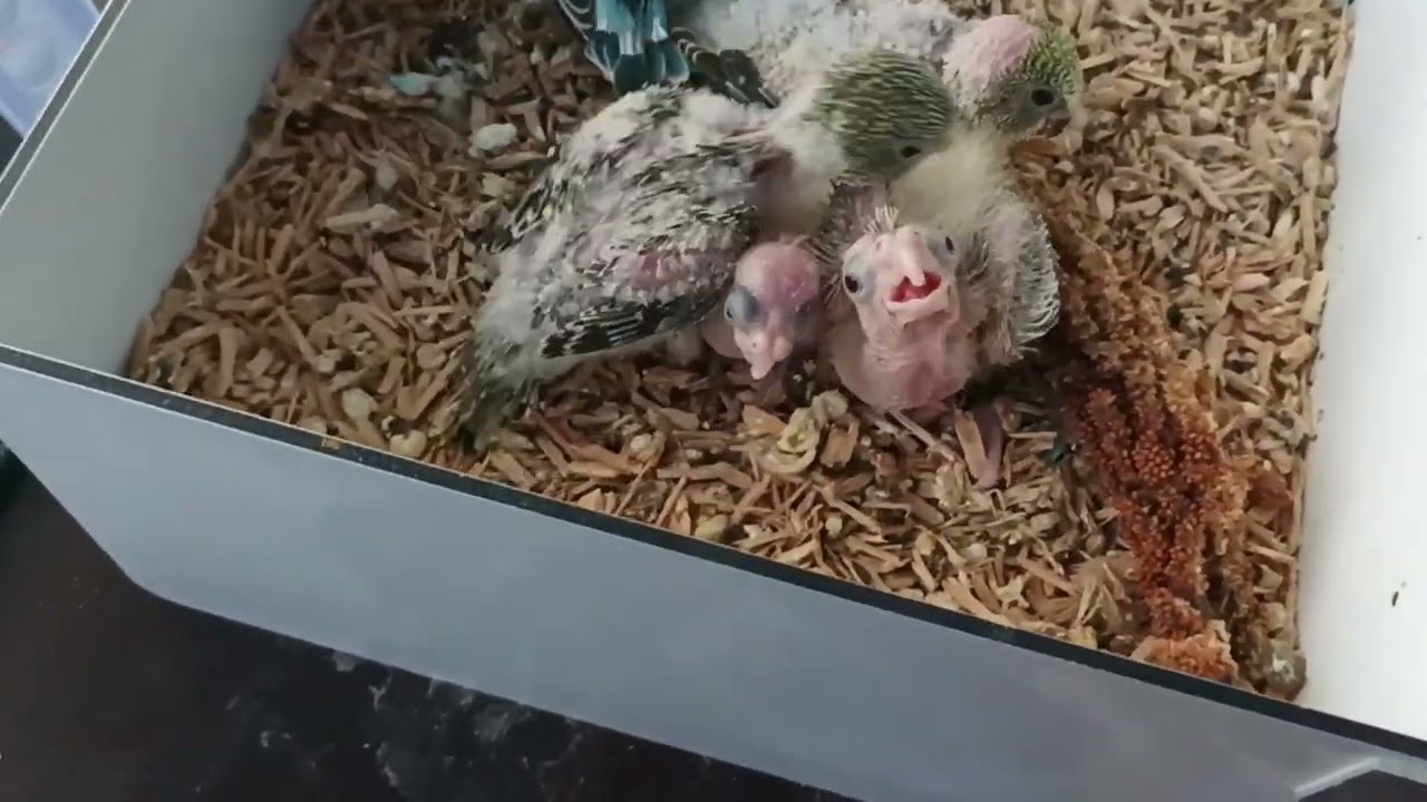 Sultan Papaganı Yavrularına Muhabbet Kuşları Bakarmı