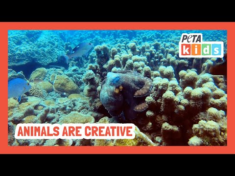 These Animals Are So Creative! | Animal Videos | Kid Videos | @PETAKids