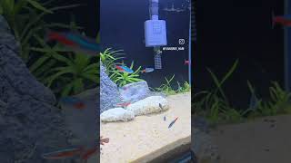 The wait is over! From a blank glass box to a living underwater forest☘️🐟🍀#Aquascaping #PlantedTank