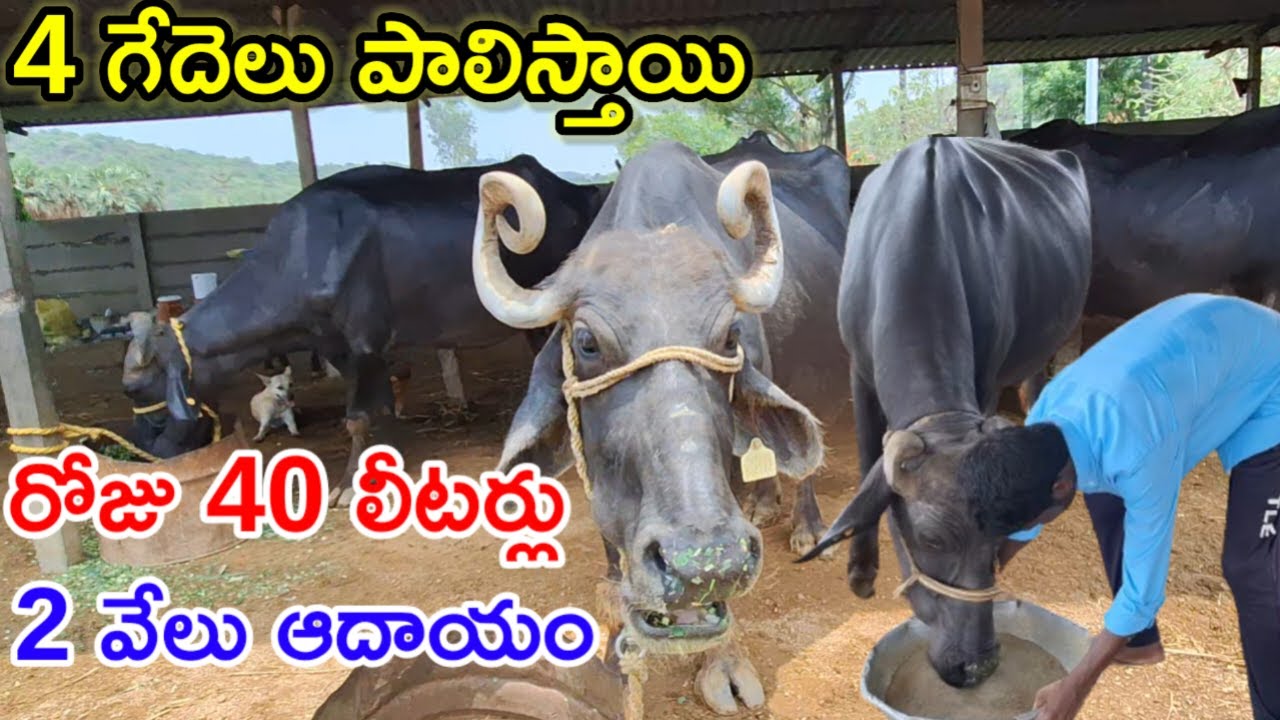 రోజు 2 వేలు low maintenance buffalo dairy farm @MalleshAdla