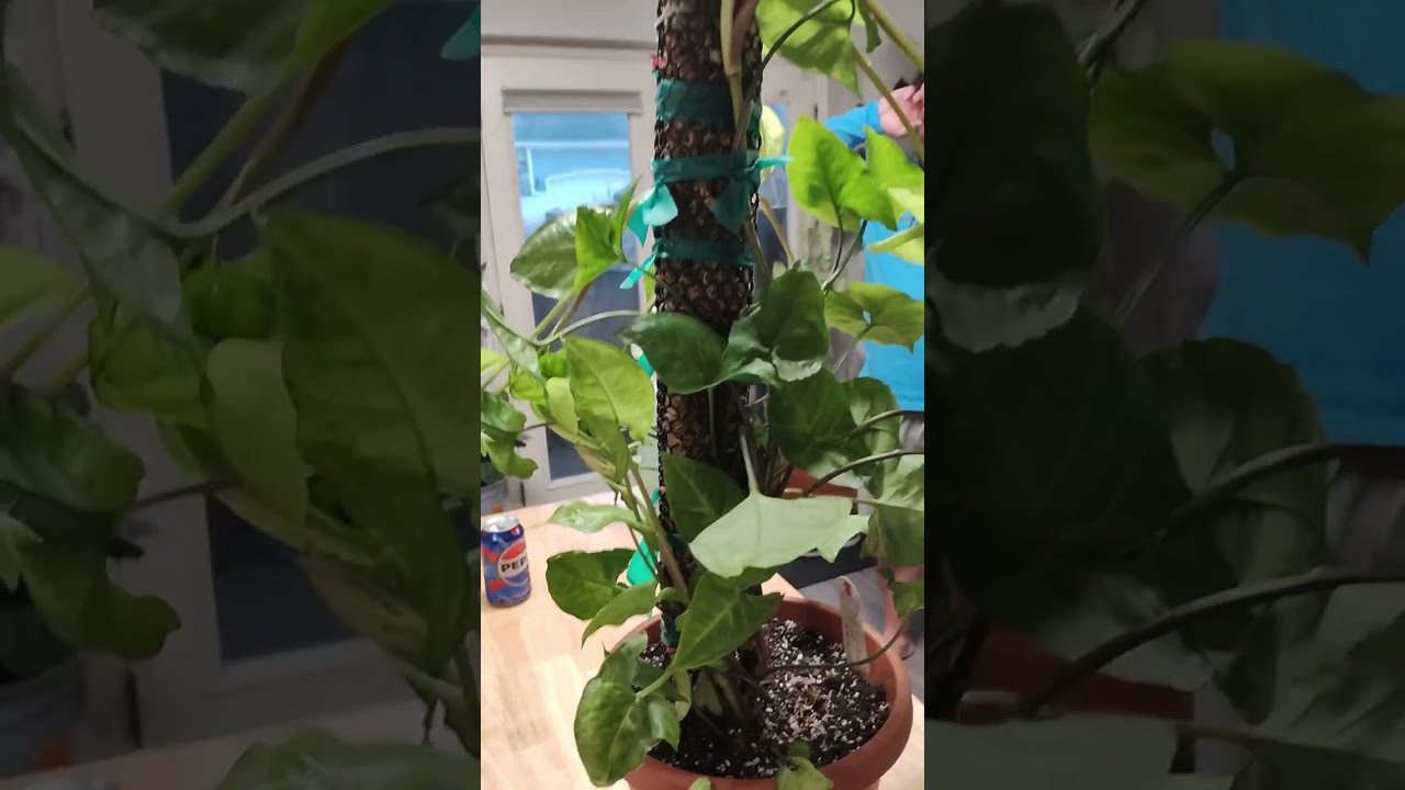 First Homemade moss pole for my White Butterfly Arrowhead. She's a little ugly but she'll be fine.