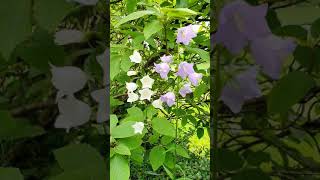 Bellflowers Gently Waving In The Wind - Mindful Moment #shorts