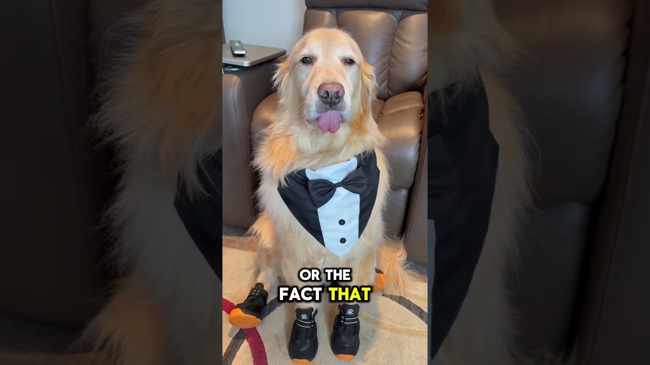 What made you stop on this golden retriever video? Was it my face, my eyes... #cute #doglover #viral