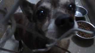 DOGS (10) for ADOPTION @ North Platte Animal Shelter ~ 9-25-2013