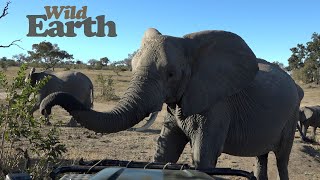 An Elephant Parade