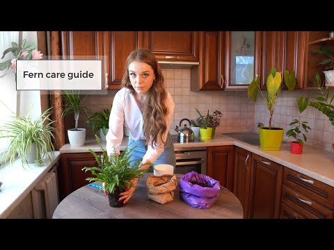 Vídeo: Boston Fern Shoots - Dicas para dividir plantas e corredores de samambaia de Boston