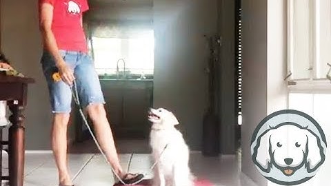 American Eskimo Learns to Down Using Prong Pressure