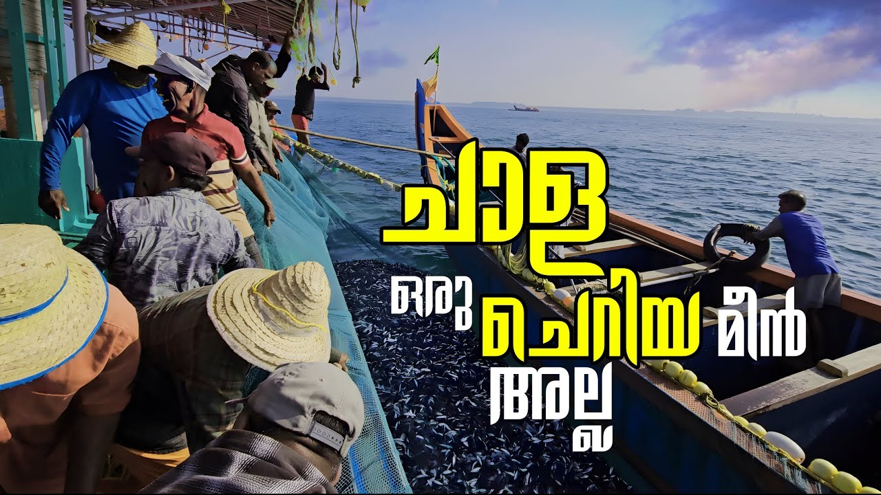 Amazing😍 Billion's Of Sardine Fish Caught In Pursiene Fishing Method ‼️ EP : 01