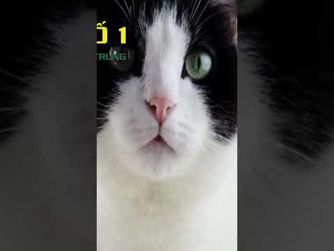 Video Tiếng mèo kêu đuổi chuột hiệu quả nhất | mèo gầm gừ,... - youtube