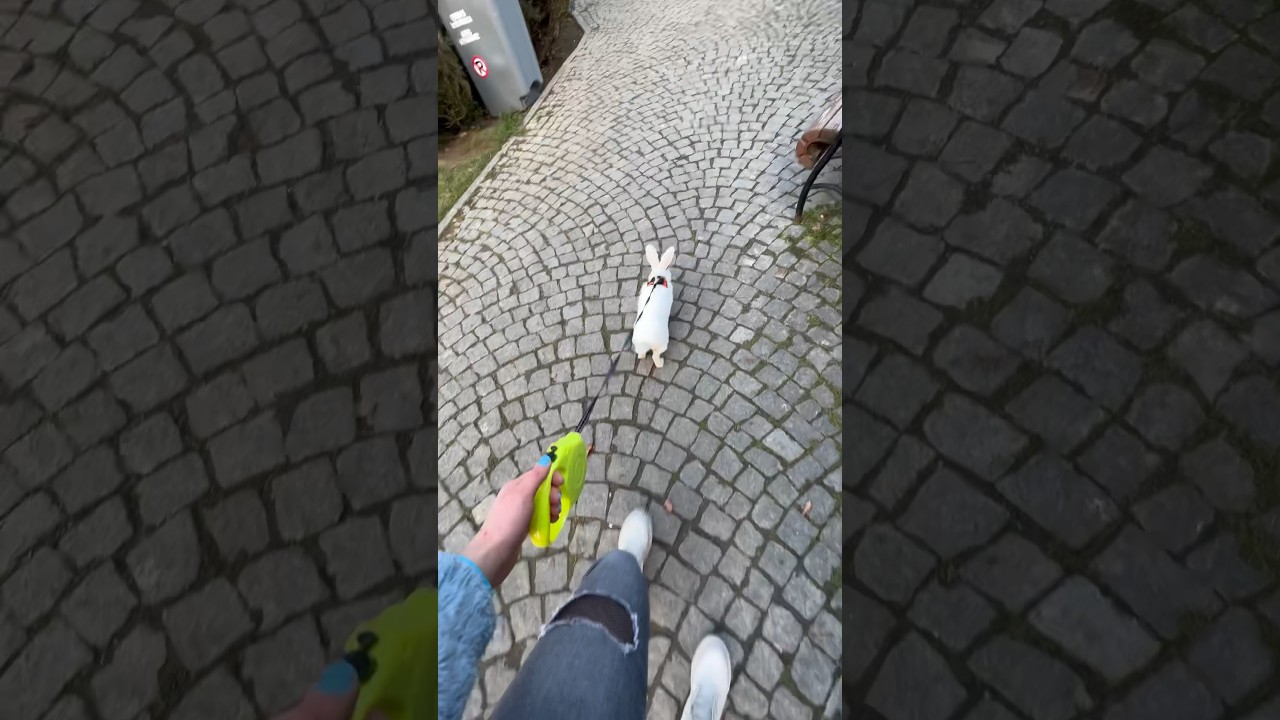 Tasma ile gezen Tavşan😎Mr. Tospik🐇😎Rabbit on a leash