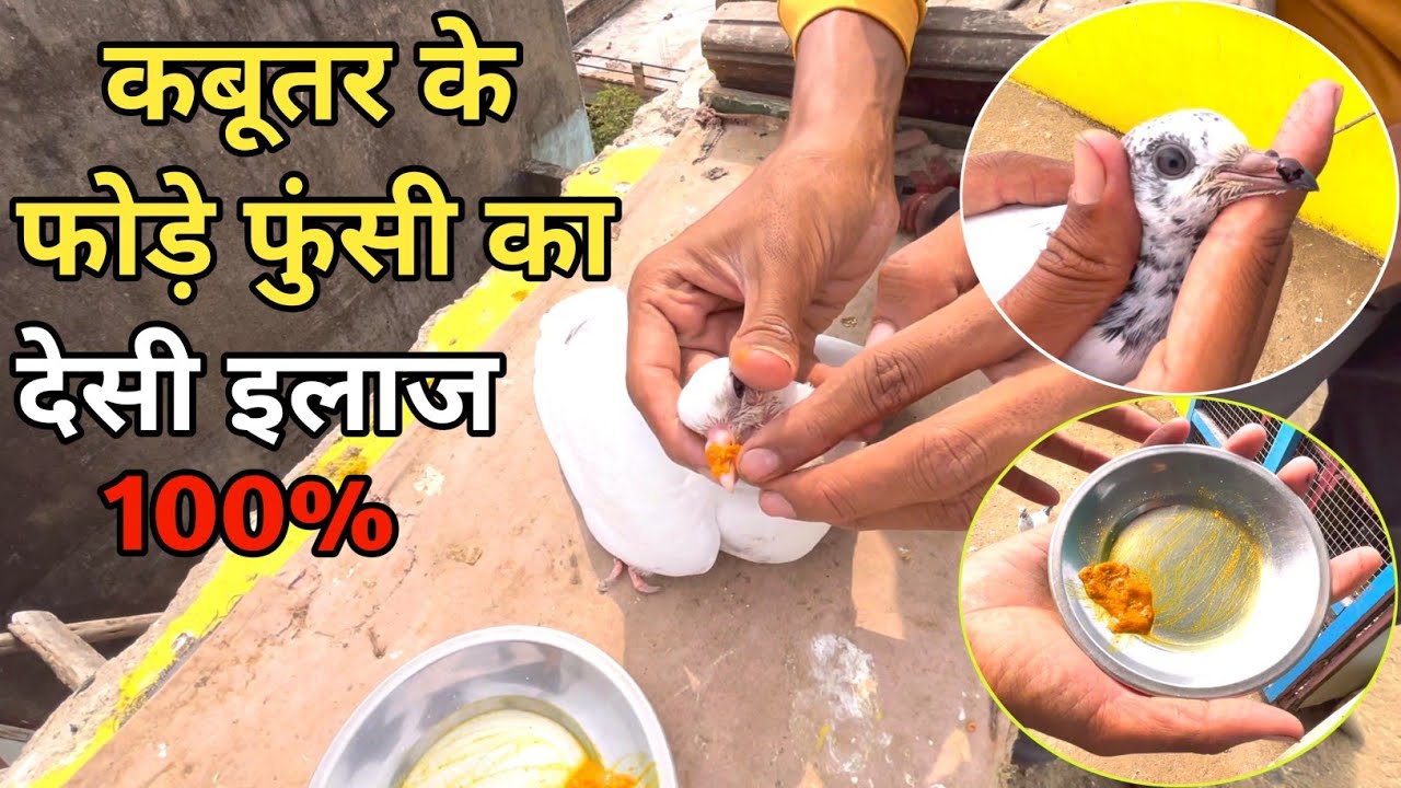 कबूतर के फोड़े फुंसी का बहुत आसान इलाज 100% || Pigeon Pox Treatment