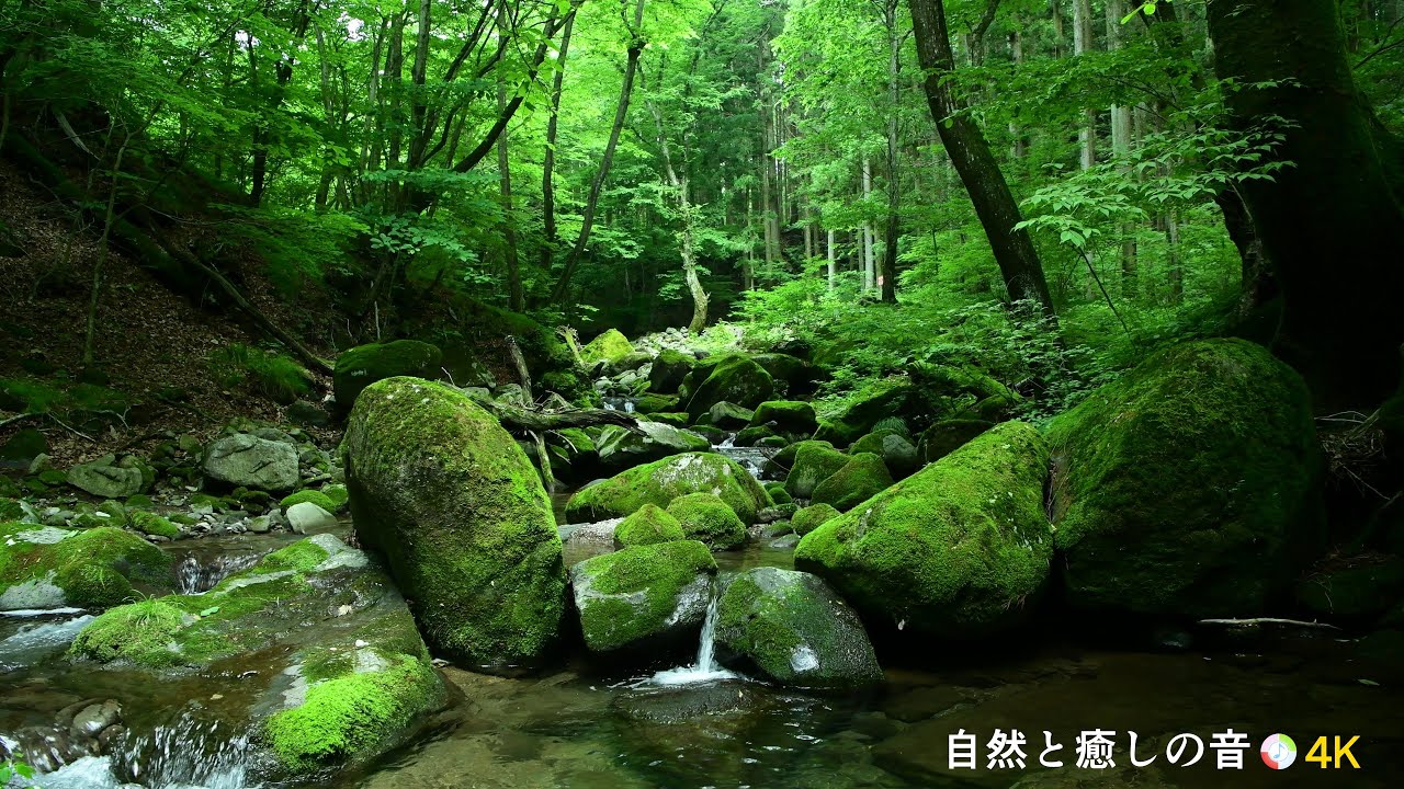 【自然の音】新緑の季節と川のせせらぎ、癒し、睡眠、リラックス、作業用BGM/River Sound/Nature Sounds/ASMR/4K ...
