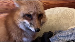 Alice the fox. The fox came to warm up after a walk.